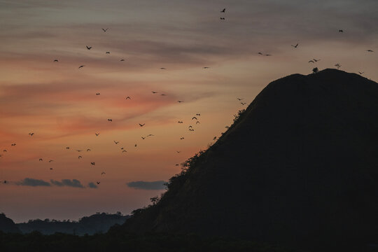 swarm of fruit bats take off at Komodo national park