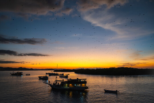 swarm of fruit bats take off at Komodo national park