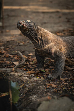 a Komodo dragon at a waterhole on Padar Island at Komodo national park