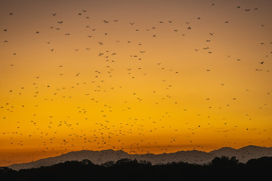 swarm of fruit bats take off at Komodo national park