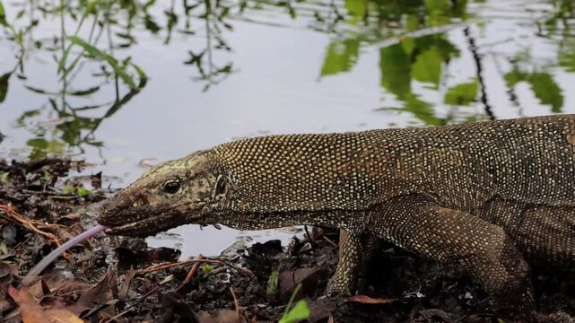 Close up shot of Water Monitor Lizard Foraging Near Pond &ndash; Wildlife B-Roll at Singapore Botanic Gardens in 4K