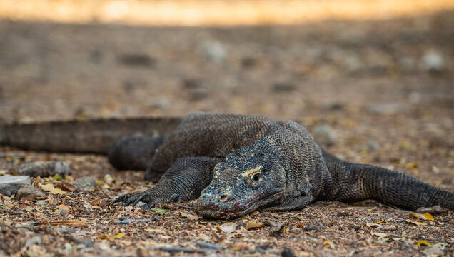 a Komodo dragon resting on Padar Island at Komodo national park
