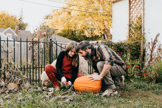 Father and daughter work together harvesting pumpkins in yard