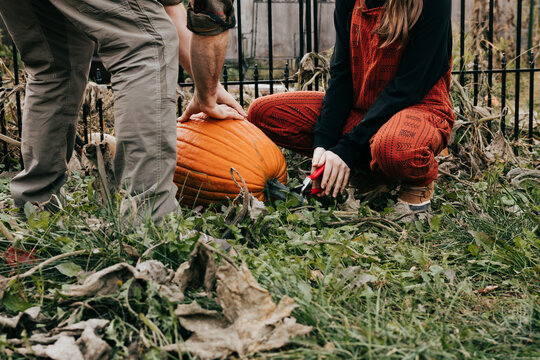 Father and daughter work together harvesting pumpkins in yard
