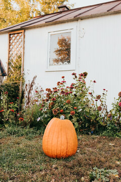 Single large pumpkin sits on grass in front of garden flower patch