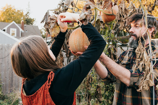 Father and daughter work together harvesting pumpkins in yard