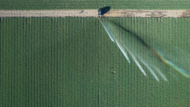 Sprinkler system irrigating a soybean field