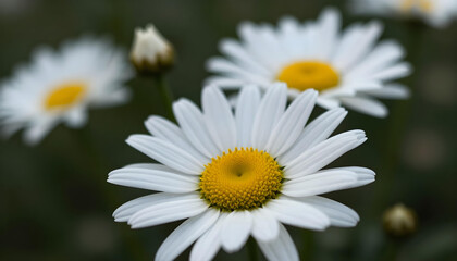 Obraz premium Close-up of delicate white daisies with bright yellow centers blooming in a garden