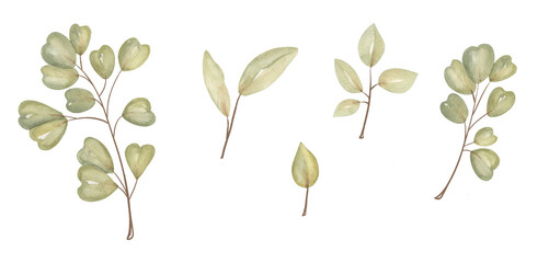 Obraz premium Watercolor Different types of leaves in various shapes and sizes