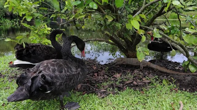 Two Black Swan and Water Monitor Lizard Foraging Near Pond &ndash; Wildlife B-Roll at Singapore Botanic Gardens in 4K