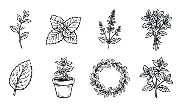 Collection of fresh mint leaves and branches on transparent background vector illustration