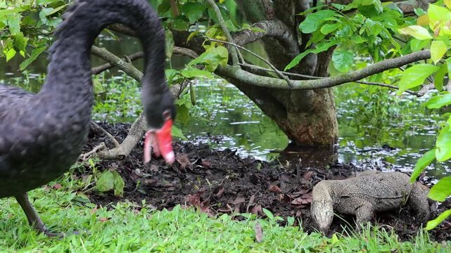 Black Swan and Water Monitor Lizard Foraging Near Pond &ndash; Wildlife B-Roll at Singapore Botanic Gardens in 4K