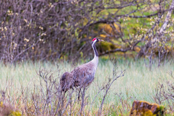 Fototapeta premium Crane standing on a bog at spring