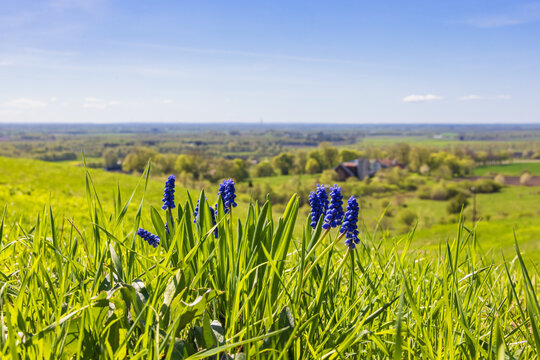 Beautiful Grape hyacinth flowering on a meadow with a landscape view