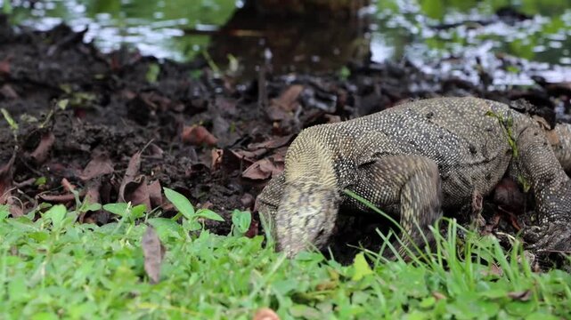 Water Monitor Lizard Foraging Near Pond &ndash; Wildlife B-Roll at Singapore Botanic Gardens in 4K