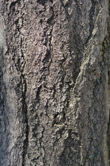 Fototapeta premium Ginkgo bark detail - Latin name - Ginkgo biloba