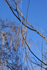 Yellow catalpan branches with seed pods - Latin name - Catalpa ovata