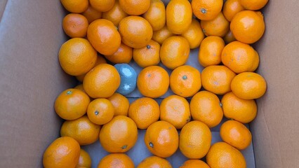 綺麗なみかんの中に混ざる腐ったみかん 食品の品質管理イメージ