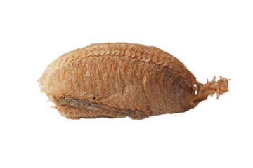 Naklejka premium A brown object on a white background. This is a caterpillar pupa