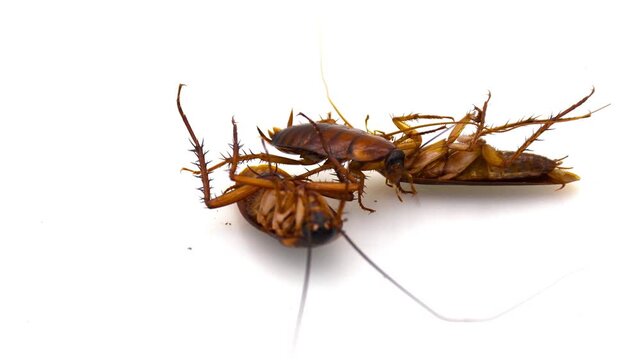 High angle view of cluster of cockroaches on a white background. Top view of pest insects representing hygiene, infestation, and pest control services.