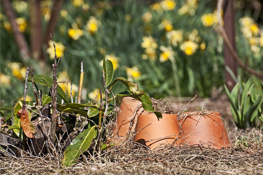 Jonquilles dans un jardin
