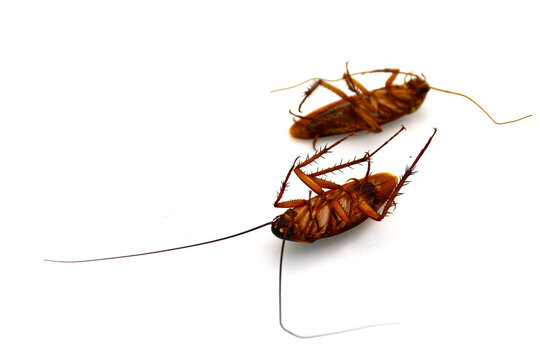 Two dead cockroaches lying on back isolated on white background.