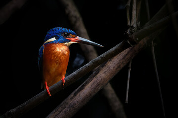 Fototapeta premium Blue-eared kingfisher perching on the bamboo tree