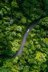 Obraz premium Top view road in beautiful autumn forest at sunset, trees with red and orange leaves , Beautiful landscape view from flying drone in Nature