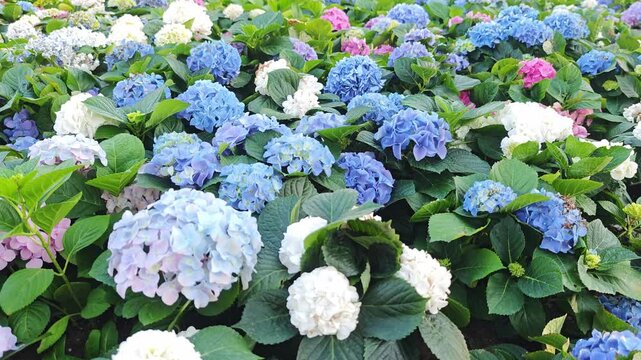 blue flower heads of hydrangea macrophylla 