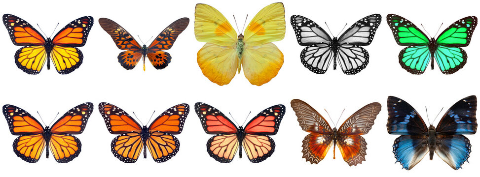 Photograph of a vibrant collection of diverse butterfly species showcasing their beautiful wings and patterns isolated.