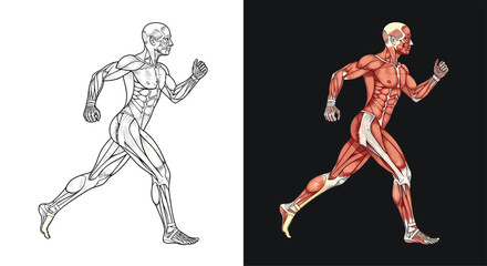 Obraz premium Detailed anatomical illustration of a male runner showing muscles and bones in outline and colored views.