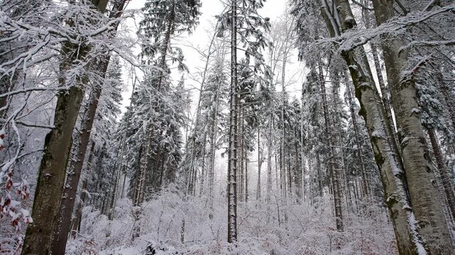 Panning shot of a dense forest with tall trees covered in deep snow and frost during winter.