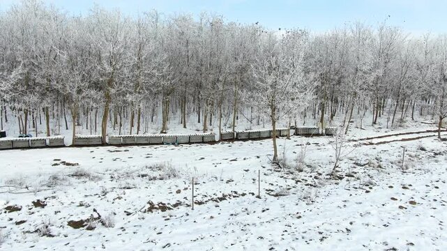 Honey bee boxes lined in frosted forest trees during cold winter season