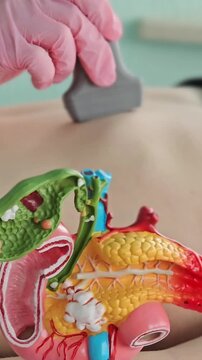 Model of human anatomy used in a teaching session about the digestive system in a classroom setting