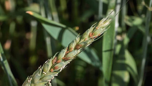 The English Grain Aphid (Sitobion avenae) on wheat. It is an aphid in the Aphididae family in the order Hemiptera, pest of cereals.