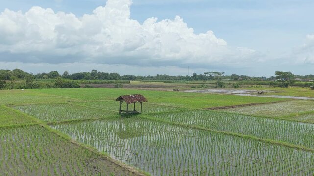 Aerial view moving forward over a lush green rice paddy with a traditional wooden hut. Vast agricultural landscape under a cloudy sky in java