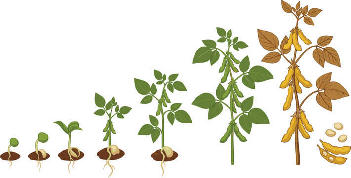 Soybean Plant Growth Stages From Seed Germination to Mature Soy Plant Botanical Vector Illustration