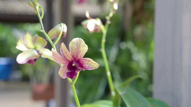 Macro Shot of Yellow and Pink Orchid Flower in Tropical Garden
