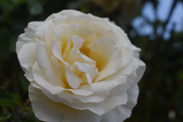 White rose in full bloom, with delicate petals and sharp details. Natural light enhances the purity and elegance of the flower, creating an image perfect for romantic projects, design, and prints.