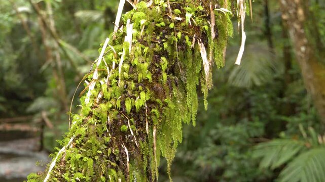 Mossy Tree Trunk Overlooking a Tropical Rainforest River in Palau