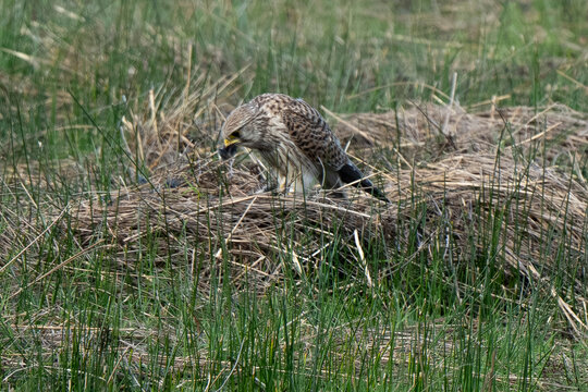 Faucon cr&eacute;cerelle