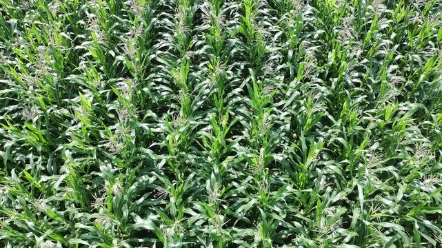 corn plants during the day