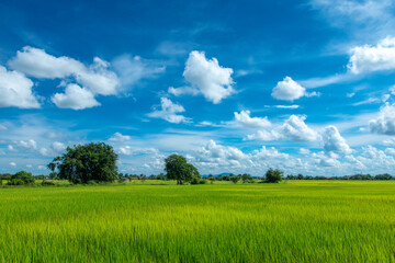Obraz premium A lush green rice field under a bright blue sky with scattered clouds