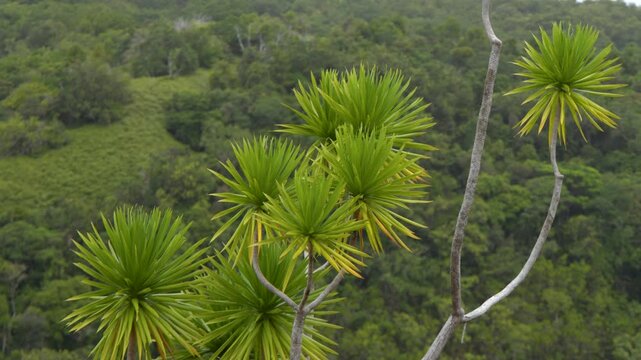 Tropical Pandanus Trees Overlooking Lush Green Rainforest Hills in Palau