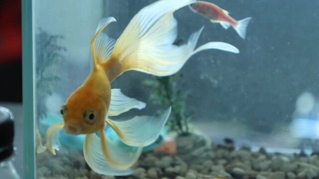 A colorful tropical fish aquarium full of life and movement.
