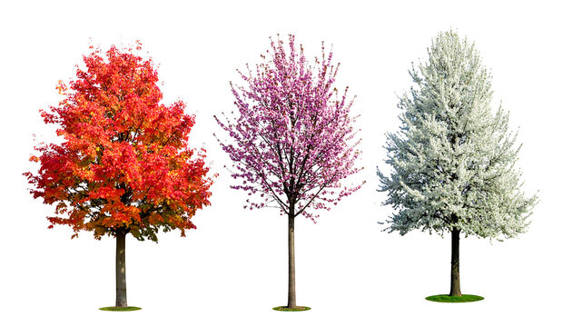 Set of isolated seasonal trees featuring red autumn maple pink spring cherry blossom and white winter frost foliage on white background