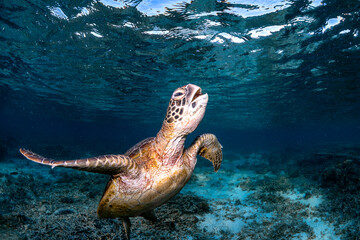 Green sea turtle feeding on the shallow reef in the clear tropical water of Lady Elliot Island, Great Barrier Reef, Queensland, Australia. © Gary