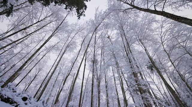 Slow horizontal panning shot looking up at snow-covered treetops and frozen branches in a winter forest under a bright sky.