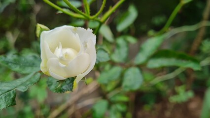 A white rose blooming on a thorny bush surrounded by lush green leaves in a garden viewed from a close-up perspective