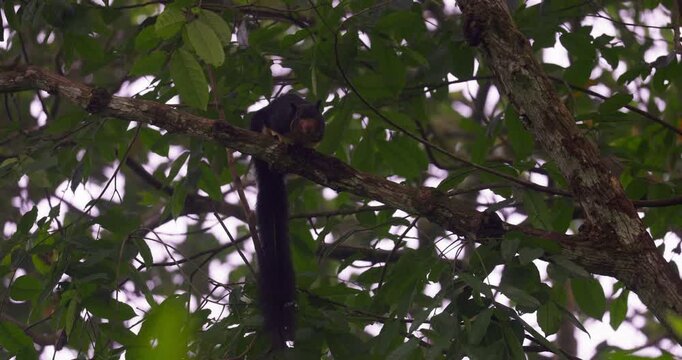 Grizzled giant squirrel (Ratufa macroura) in Sinharaja Rainforest, Sri Lanka